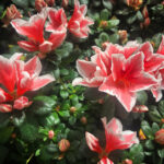 19004期双色球开奖号码已公布,快来看看你中奖了吗? 4srgm